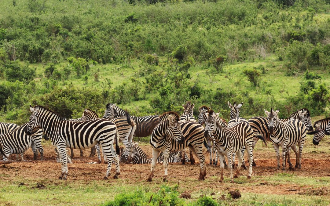 7-Day Zimbabwean Adventure: Matopos, Hwange, And Victoria Falls