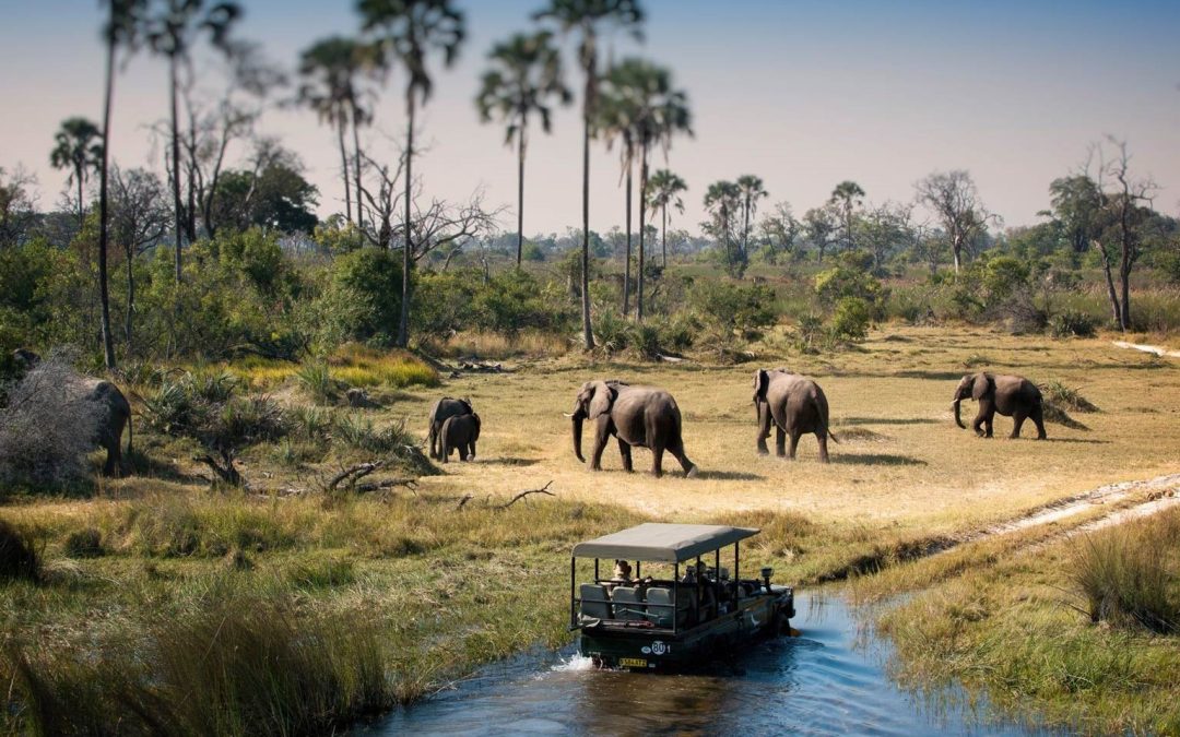 Chobe Day Trip from Victoria Falls