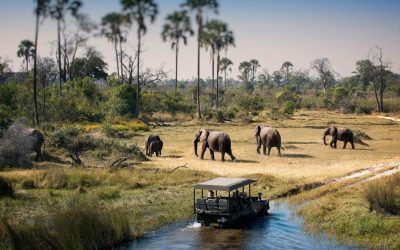 Chobe Day Trip from Victoria Falls